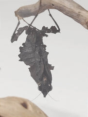 PARABLEPHARIS KUHLII ASIATICA