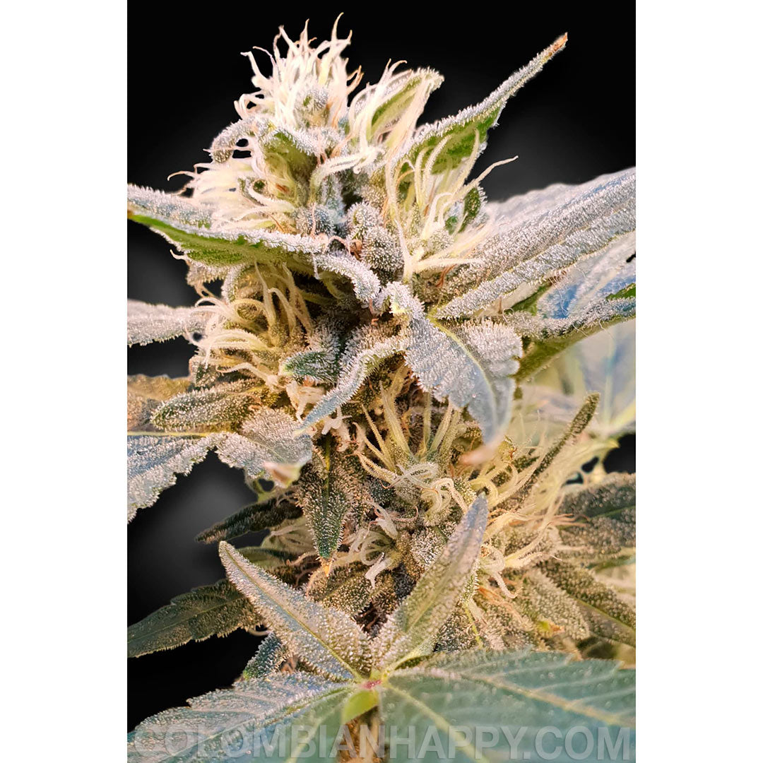 Semillas 3 THC 0.6% Indica/Sativa Ratio 60% Indica 40% Sativa Sabor / Olor Limón, Skunk Tiempo de floración interior 60 dias Rendimiento al aire libre (GR/PP) 300 Gr Efecto / Zumbido Edificante, Relajación CBD 15-20%