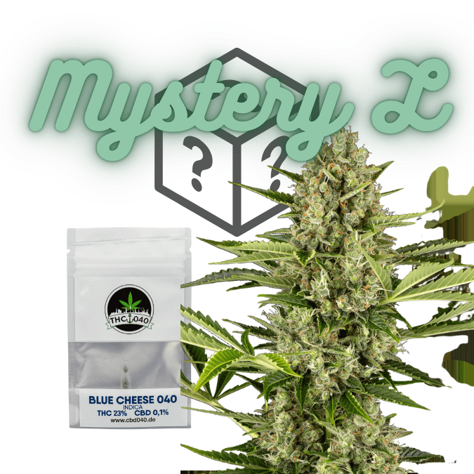 Cannabis Samen Mystery Box Large kaufen bei CBD 040 sicherer kauf mit Klarna und IVY Cannabissamen legal kaufen für den Cannabis Eigenanbau Anfängerfreundlich