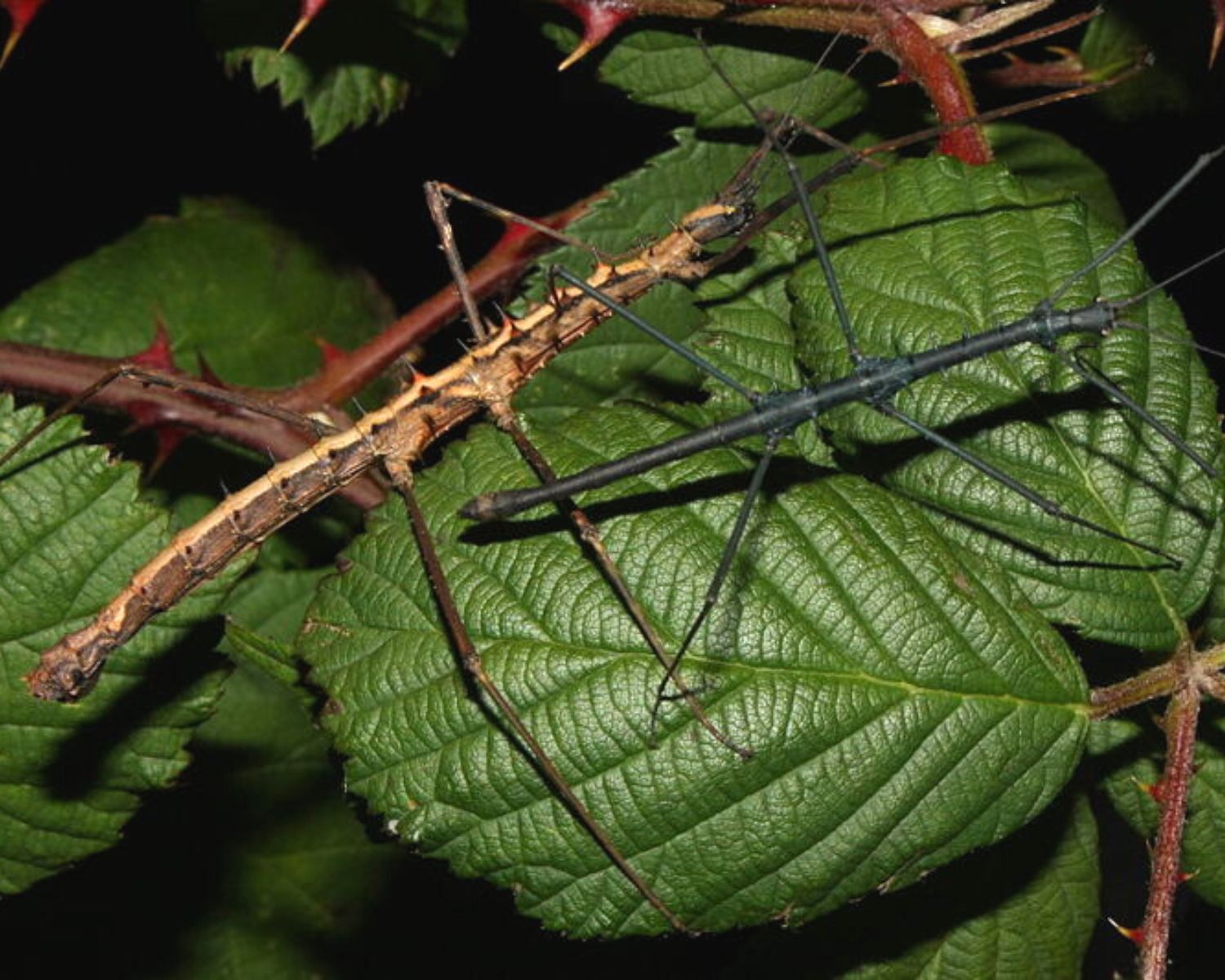 Phasme - Acanthomenexenus polyacanthus