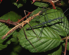 Phasme - Acanthomenexenus polyacanthus
