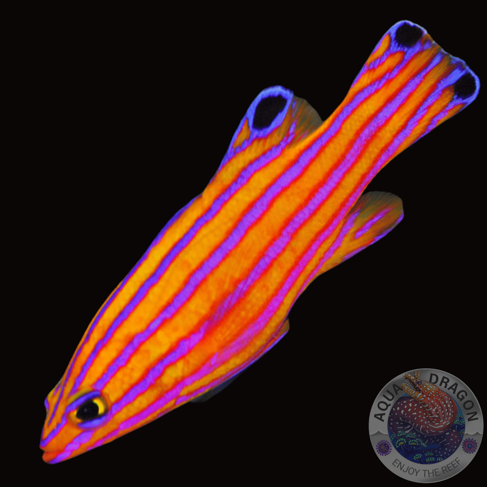 Liopropoma carmabi “dwarf bass”