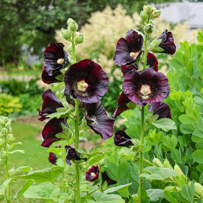 Jet Black Hollyhock - Flowers