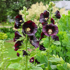 Jet Black Hollyhock - Flowers