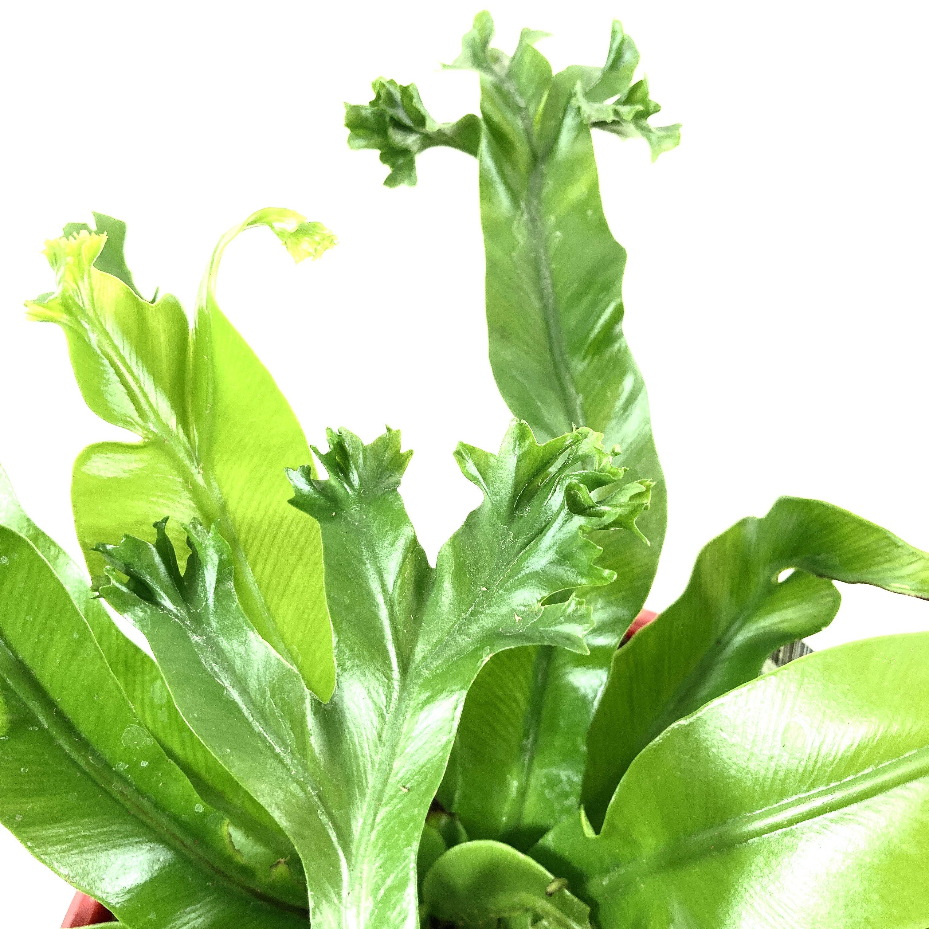 Fern, 7.5in, Crested Japanese Bird's Nest - Floral Acres Greenhouse & Garden Centre