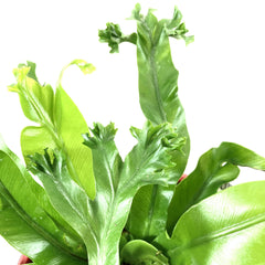 Fern, 7.5in, Crested Japanese Bird's Nest - Floral Acres Greenhouse & Garden Centre