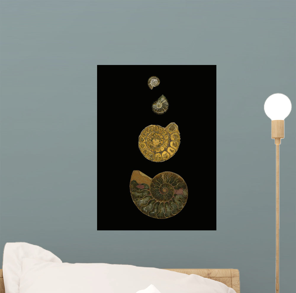 Fossilized Sea Shells Wall Mural
