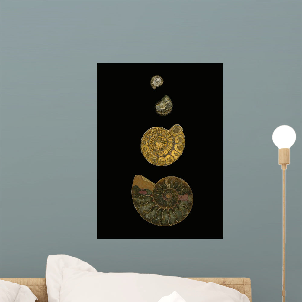 Fossilized Sea Shells Wall Mural