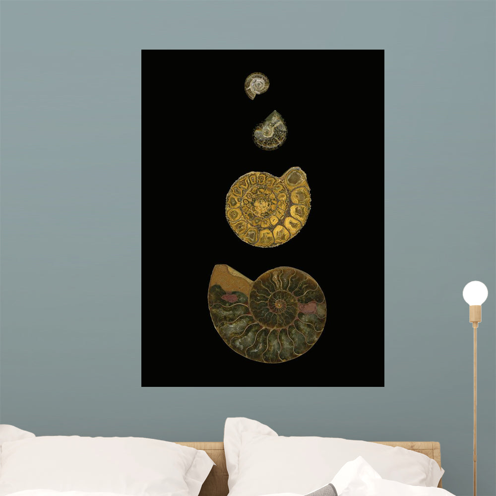 Fossilized Sea Shells Wall Mural