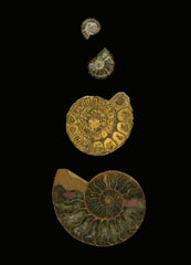 Fossilized Sea Shells Wall Mural