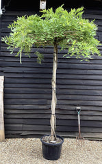 Wisteria | Chinese wisteria - Frame - 270-300cm, 35lt