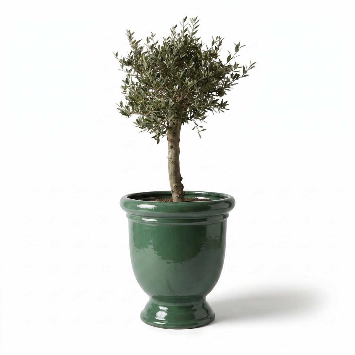 Olivenbaum kräftiger Stamm im Pflanzkübel TITAN Jade – winterhart, XXL