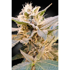Semillas 3 THC 0.6%  Indica/Sativa Ratio 60% Indica 40% Sativa  Sabor / Olor Limón, Skunk  Tiempo de floración interior 60 dias  Rendimiento al aire libre (GR/PP) 300 Gr  Efecto / Zumbido Edificante, Relajación  CBD 15-20%