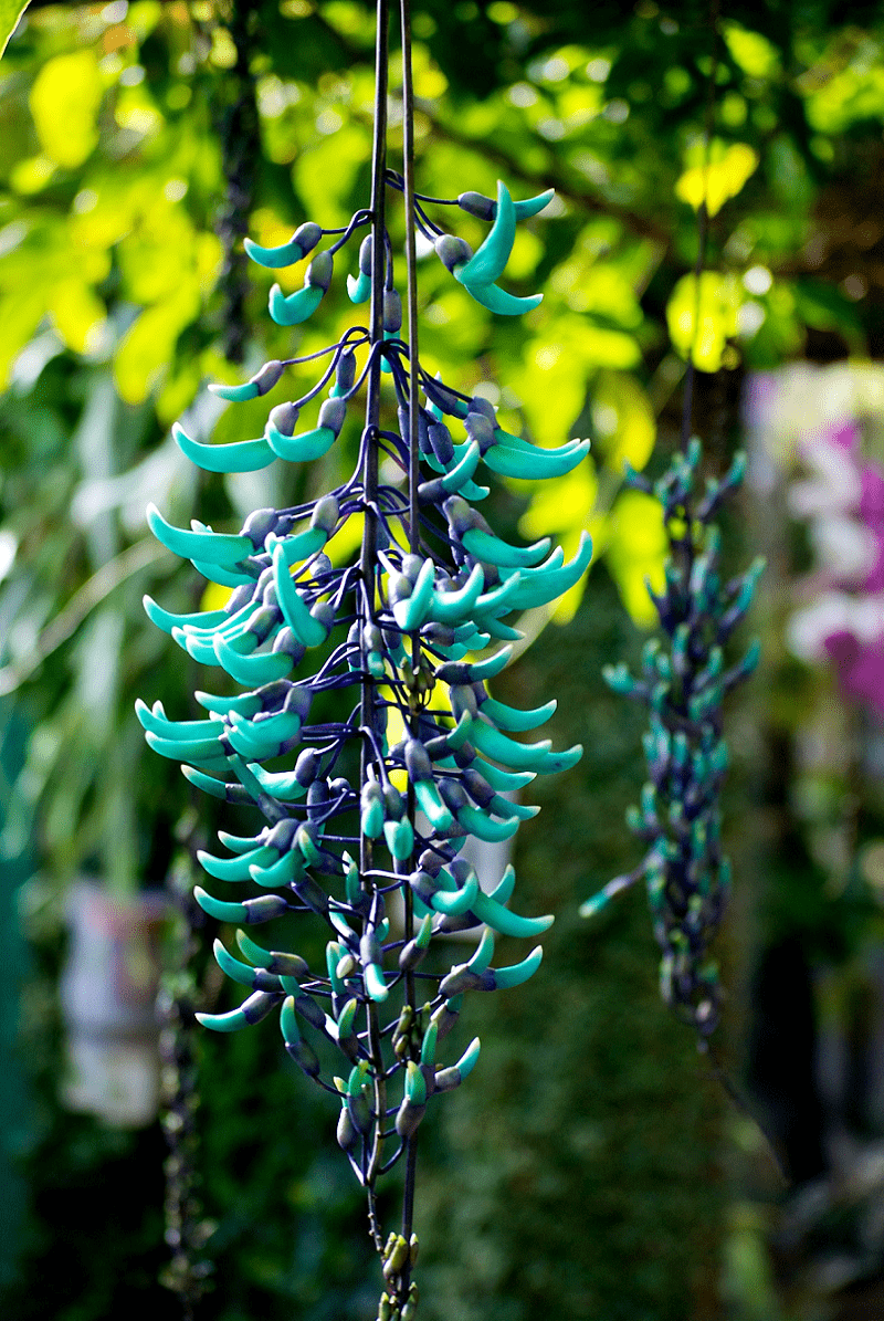 Strongylodon macrobotrys Jade Vine