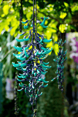 Strongylodon macrobotrys Jade Vine