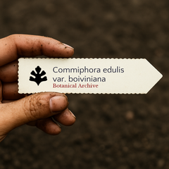 Printed plant label for Commiphora edulis var. boiviniana held by dirty hand over soil background