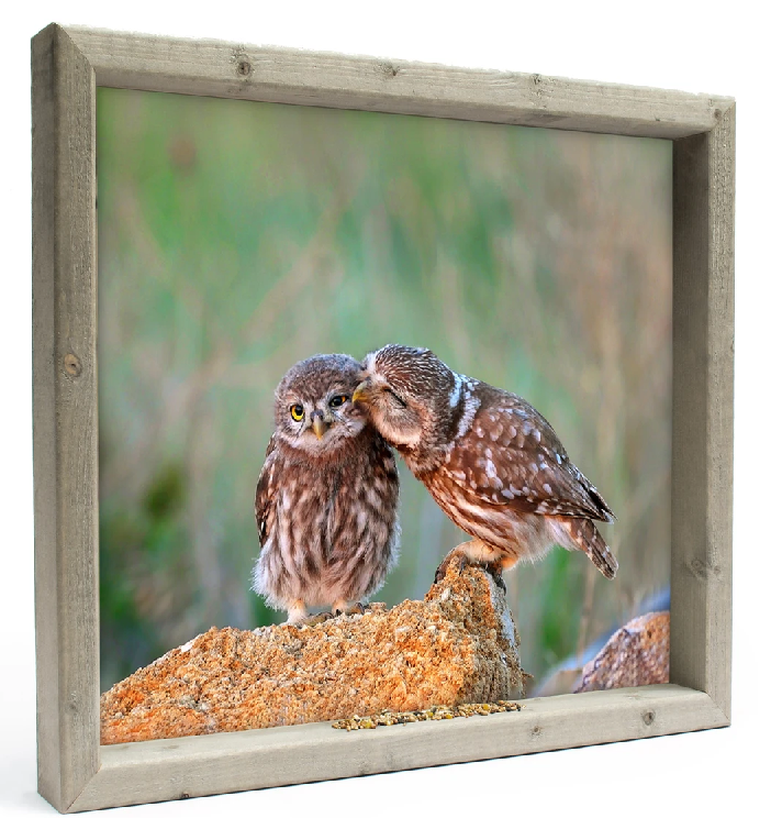 Feedy vogelvoederlijst large - Uilskuikens (51 x 42 cm)