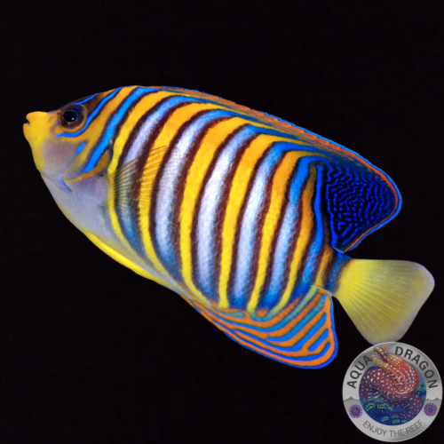 Pygoplites diacanthus „Pfauenkaiserfisch“ L