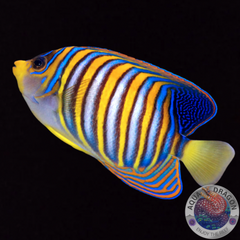 Pygoplites diacanthus „Pfauenkaiserfisch“ L