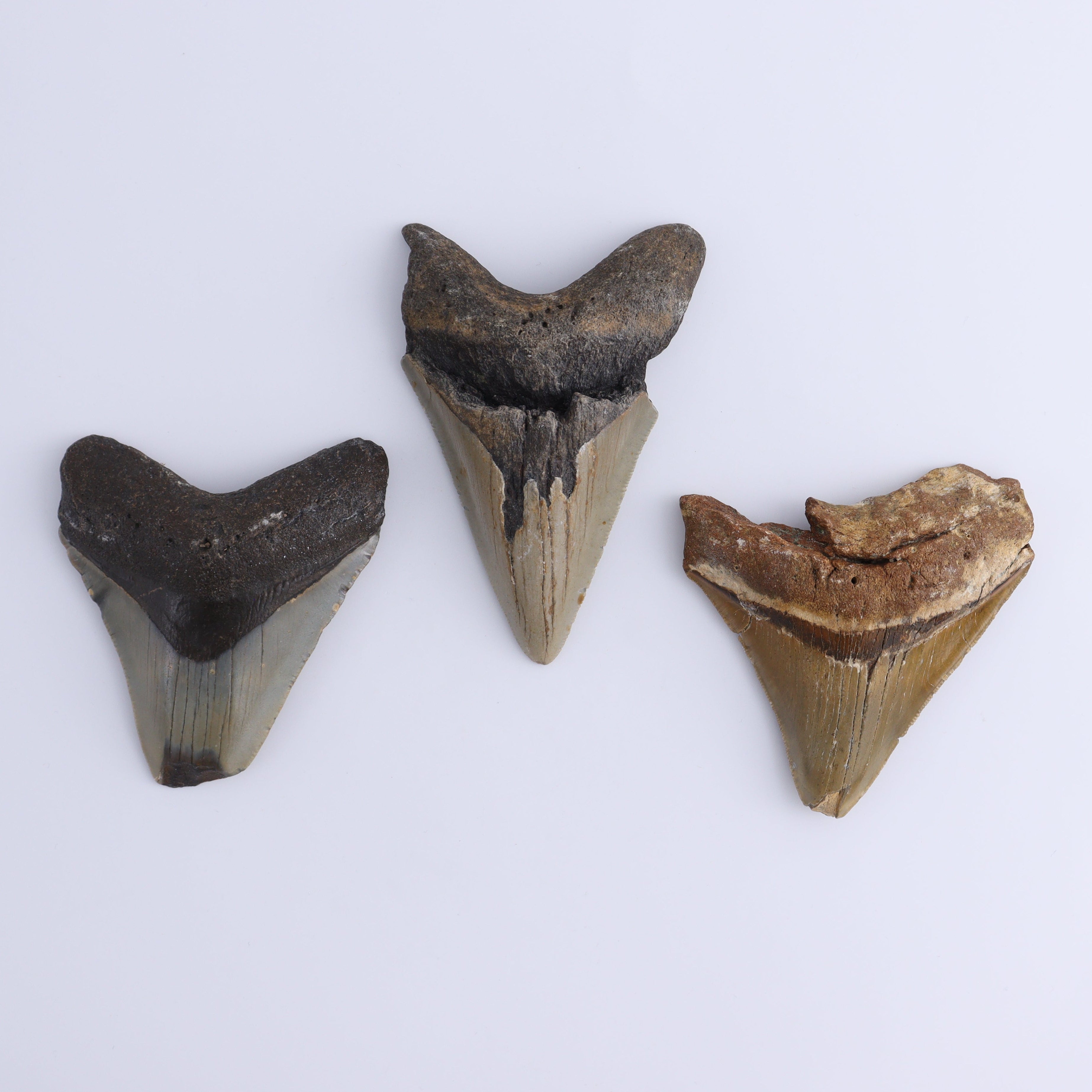 Megalodon Teeth Set of 3 | Mi Esperanza Minerals | Supplier of Crystals and Onyx