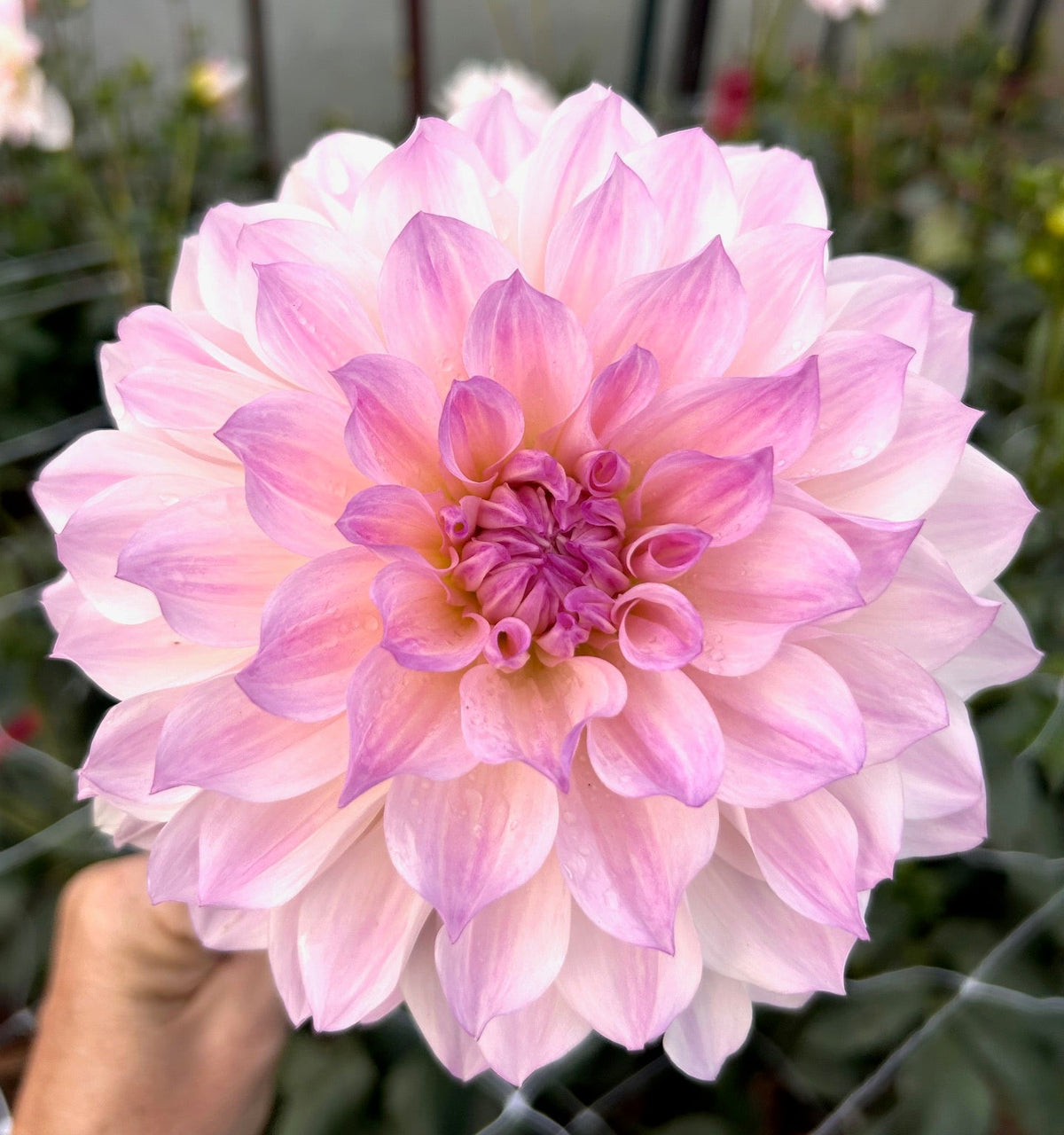 Willow K's Earth Angel - Dahlia Tuber