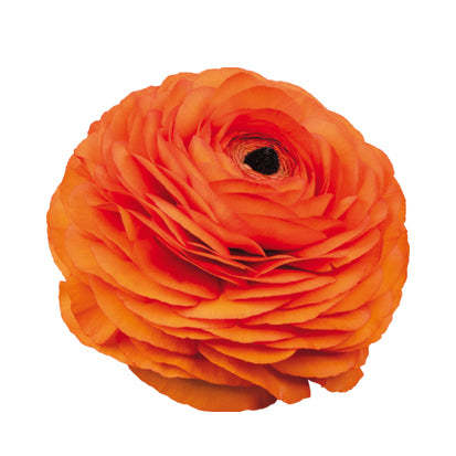 Ranunculus Elegance Clementine 1A16 (Dark Orange) Seeds - Ubuntuberg Seeds product image