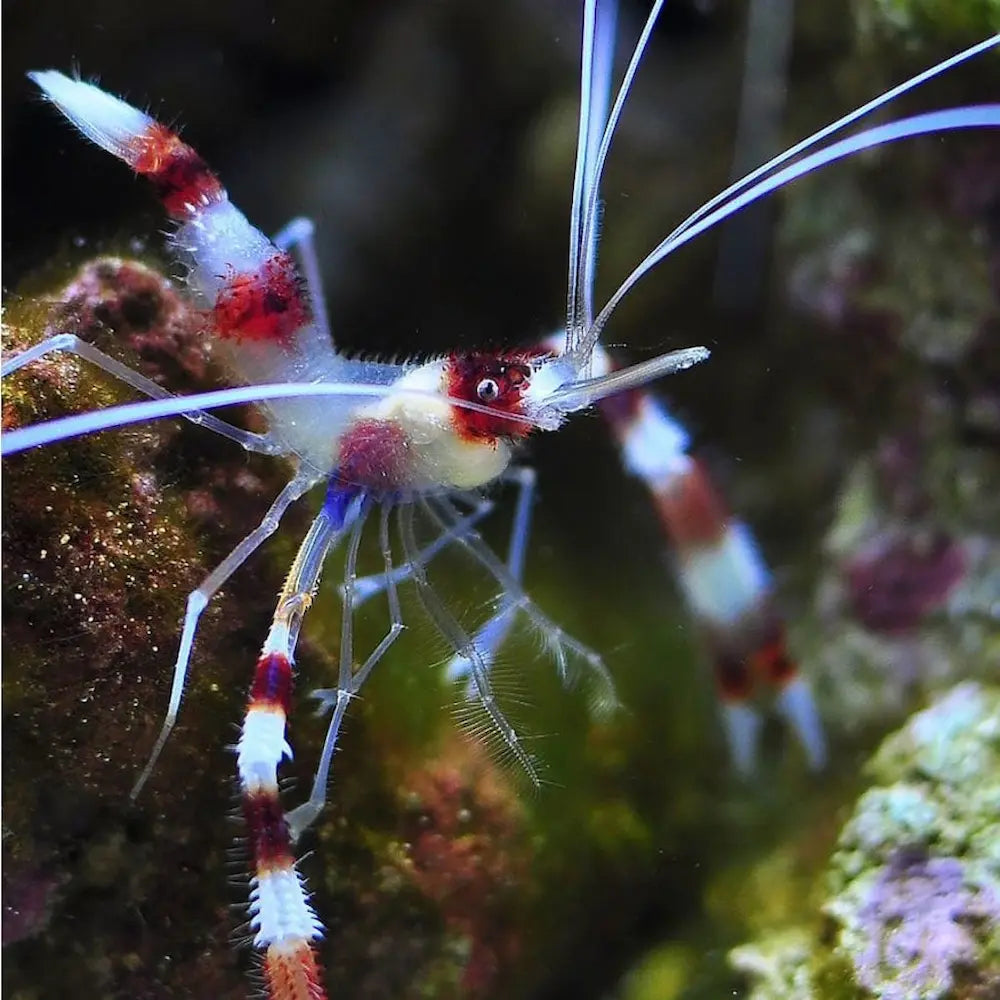 Camarón Stenopus hispidus con pinzas blancas y cuerpo a rayas rojas en un acuario marino.
