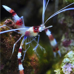 Camarón Stenopus hispidus con pinzas blancas y cuerpo a rayas rojas en un acuario marino.