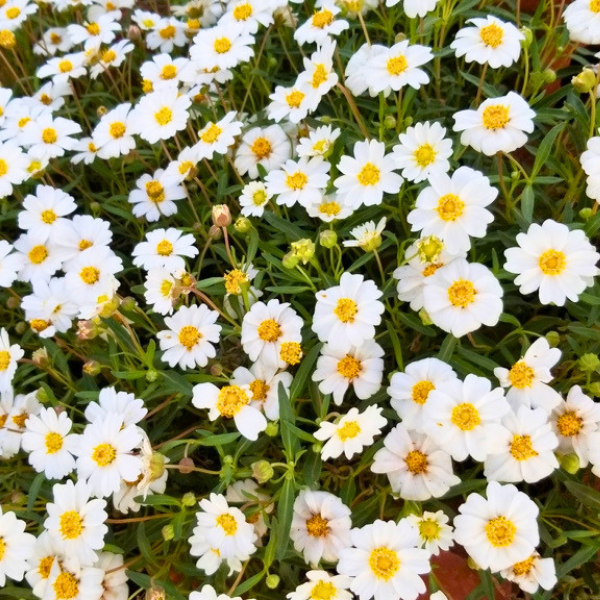 Blackfoot Daisy Plant Sets Plants - Garden for Wildlife
