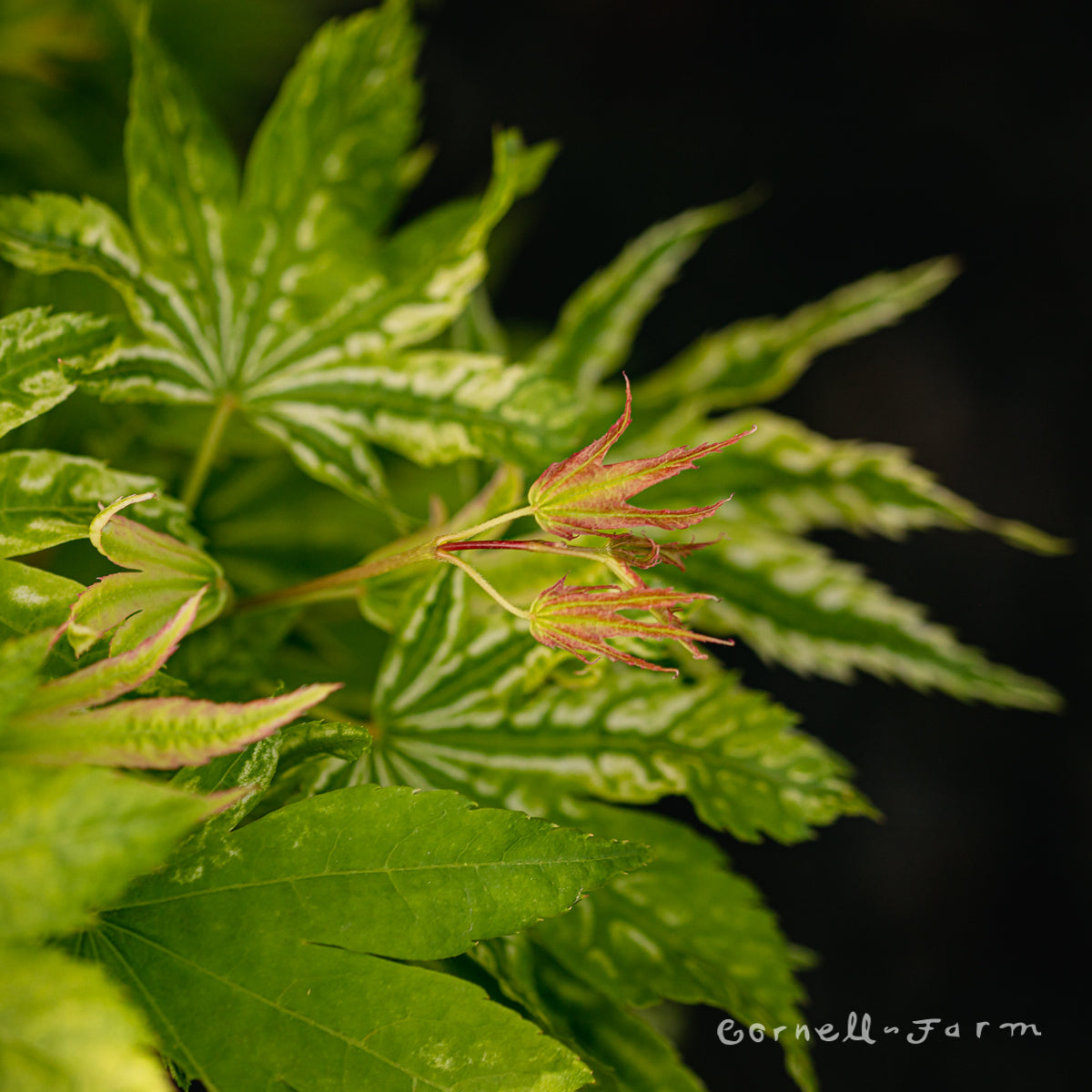 Acer p. Yama Nishiki 3gal Japanese Maple