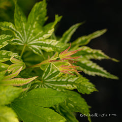 Acer p. Yama Nishiki 3gal Japanese Maple