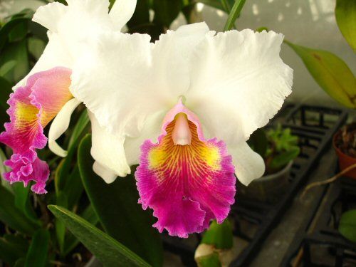 Brassolaeliocattleya VARUT RITINAN
