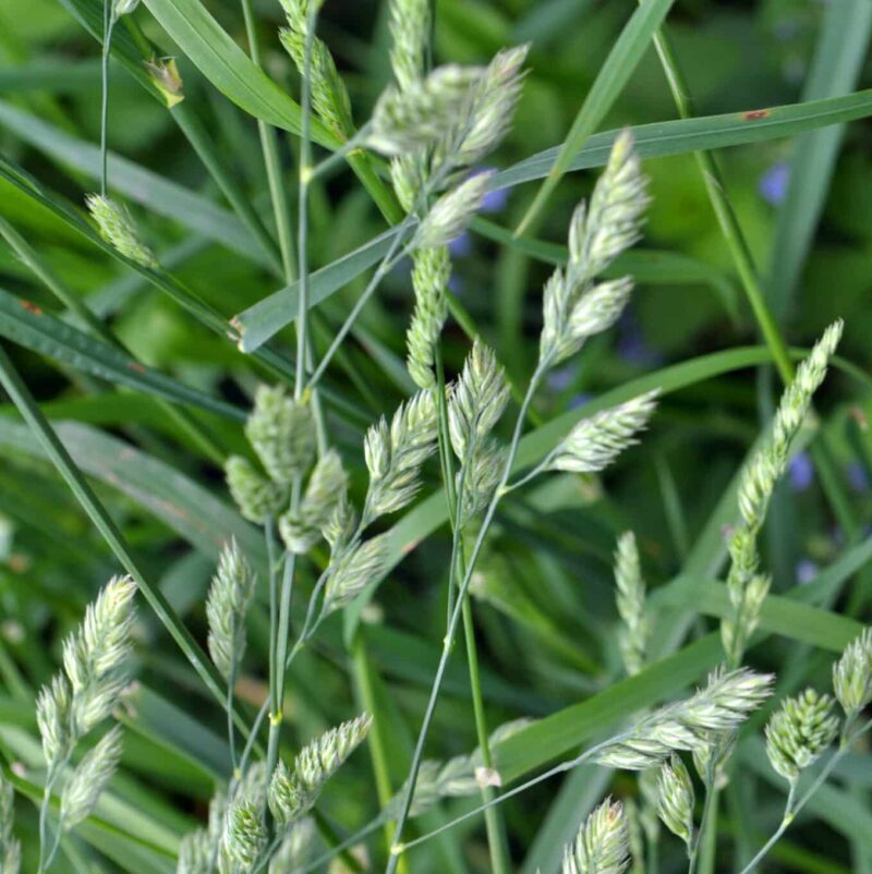 50 Lbs. Sunset Orchardgrass Late Grass Seed