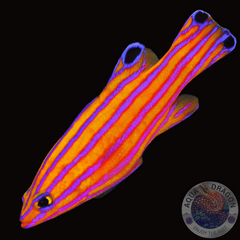 Liopropoma carmabi “dwarf bass”