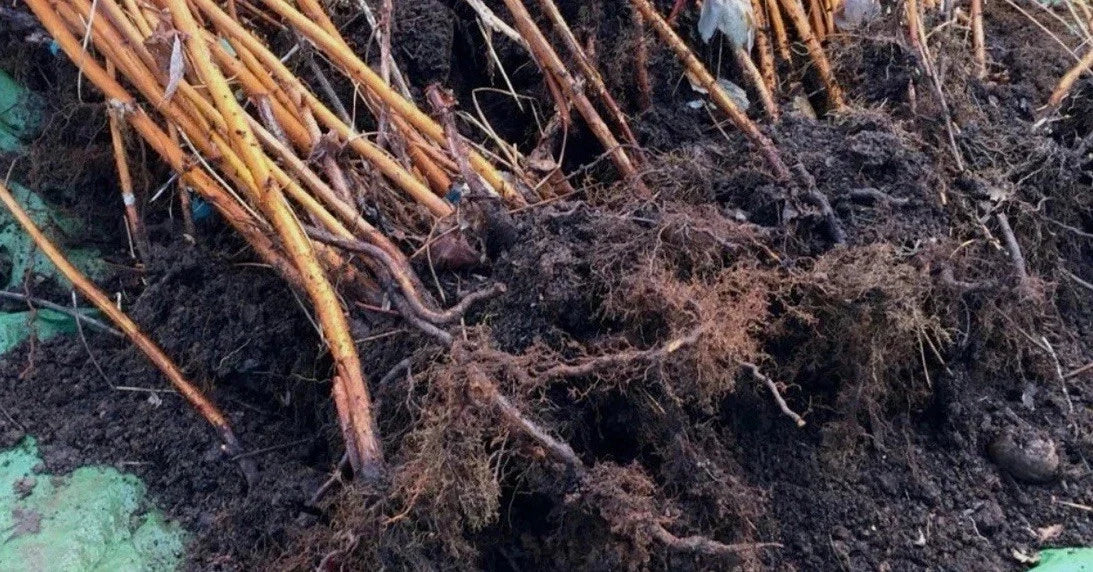 10 Pack Hearty Summer Bearing Raspberry Plants - Killarney Variety - Bare Root Raspberry Plants (Rubus idaeus)