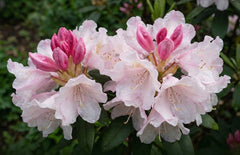 Yaku Princess Rhododendron (Rhododendron 'Yaku Princess'), a shrub featuring rounded form.
